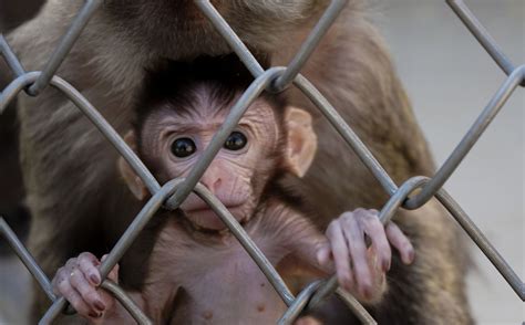 Opinion: Zoos Are Outdated And Immoral - The Cost Of Living Crisis Just Proved It