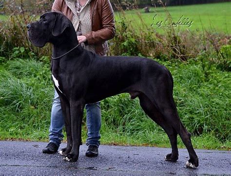 My next dog......black Great Dane!! | Great dane, Black great danes, Dogs