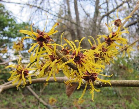 Hamamelis mollis (Chinese Witchhazel, Witch Hazel) | North Carolina Extension Gardener Plant Toolbox