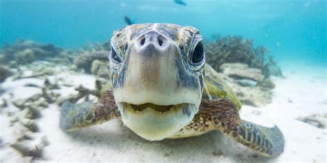 Coral Bay Snorkelling Guide | Curious Campers