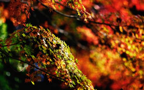 wallpaper for desktop, laptop | mh97-japanese-maple-tree-fall-nature