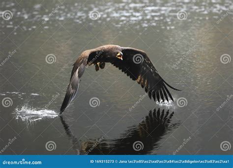 Eurasian Sea Eagle Flying Above the Water, Fly on the Water, Natural Scene, Wing in Water ...