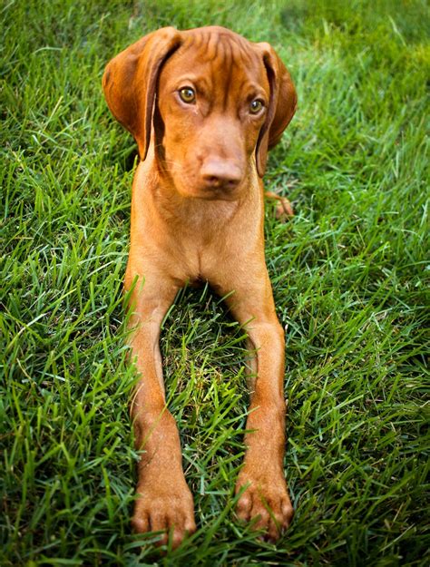 Free stock photo of dog, puppy, vizsla