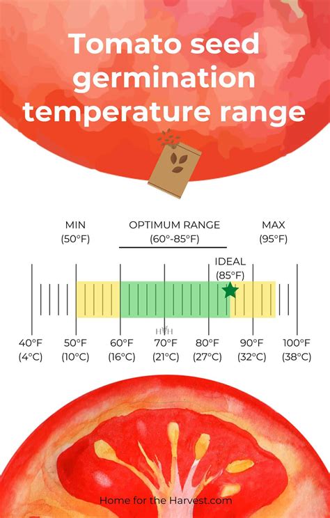 Tomato seed germination 🍅 🌱 Unlocking seedling growth potential