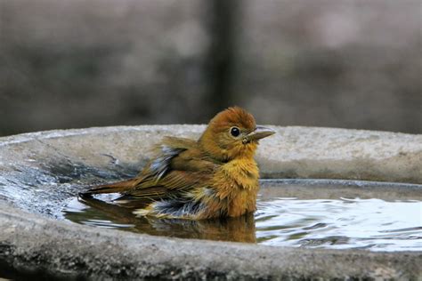 Summer Tanager In Bird Bath 3 Free Stock Photo - Public Domain Pictures