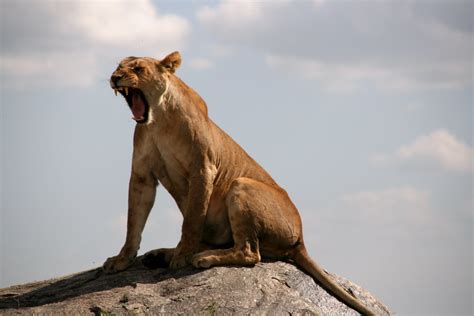 Lioness roaring or yawning? | Kenneth Tan | Flickr