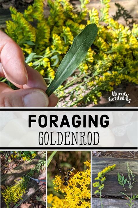 Foraging Goldenrod (Photos, Tips & Lookalikes + Free Printable ...