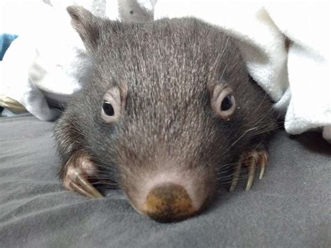 Orphaned Baby Wombats Refuse To Sleep Alone - The Dodo