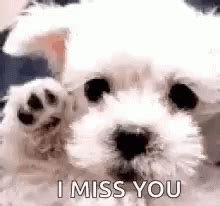 Miss You So Much GIF by memecandy - Find & Share on GIPHY