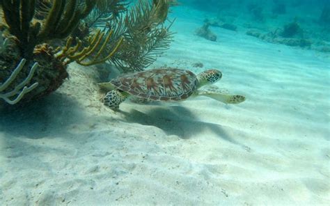 Green Sea Turtle | The Nature Conservancy