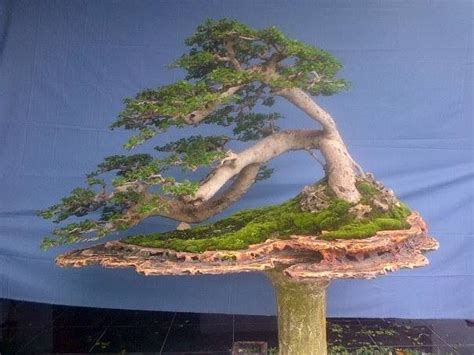 Bonsai | Cây kiểng bonsai