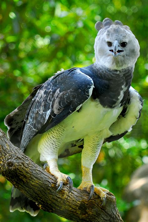 Explorando Rincones de Panamá: LA ÁGUILA HARPÍA AVE NACIONAL DE PANAMA