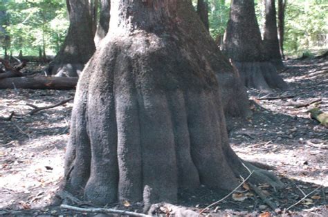 Tupelo trees in Moody Forest in Baxley, GA. Photo by Jon Tonge ...