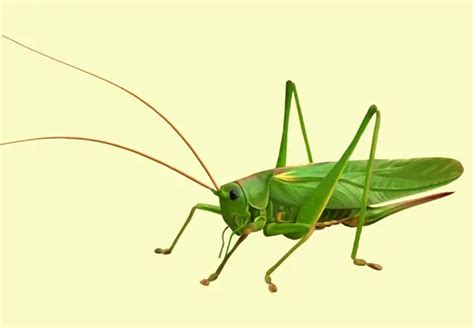 Top 10 Green Insects Commonly Found in a Garden – Amaze Vege Garden