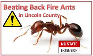 Controlling Fire Ants – VIDEO! | N.C. Cooperative Extension