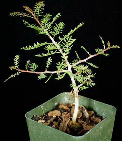 Bursera microphylla – Tropiflora