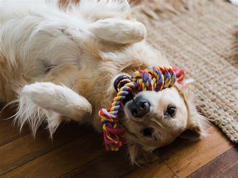 12 Rope Toys For Active Dogs · The Wildest