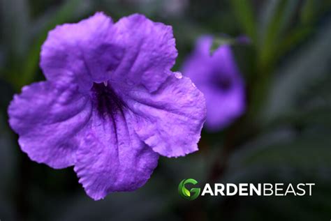 Wild Petunia Guide: How to Grow & Care for "Ruellia Humilis"