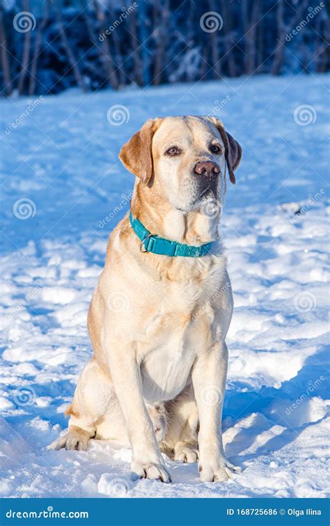 A Dog Labrador Retriever Walking on the Snow Stock Photo - Image of beautiful, cold: 168725686