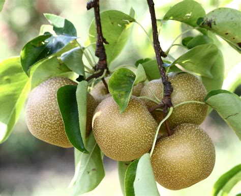 Hosui Asian Pear Tree | Ison's Nursery & Vineyard