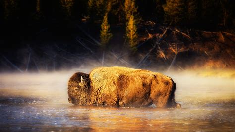 American Bison Wallpapers - Top Free American Bison Backgrounds - WallpaperAccess