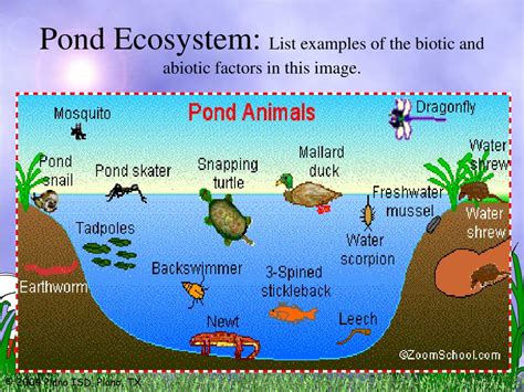 Biotic And Abiotic Components Of Pond Ecosystem Structure | sexiezpix ...