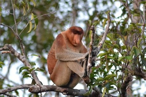 3 Days Cabin Houseboat Orangutan Tanjung Puting Camp Leakey Tour