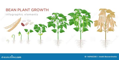 Bean Plant Growth Stages Infographic Elements in Flat Design. Planting Process of Beans from ...