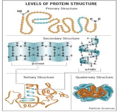 Protein Structure | Structure Of Proteins | A-Level Biology Revision Notes