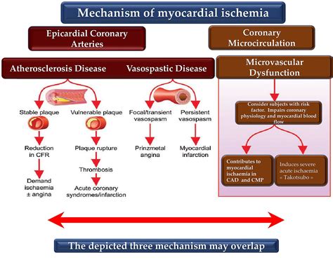 Biomedicines | Free Full-Text | Pathophysiology and Outcomes of Endothelium Function in Coronary ...