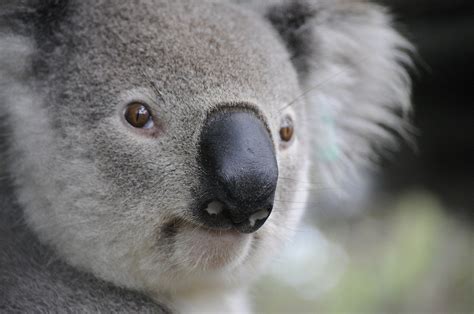 30 Interesujących Ciekawostek o Koalach z Australii - Fajne Podróże