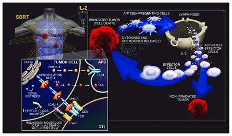 Immunogenic effects of irradiation. radiation-induced tumor cell death... | Download Scientific ...