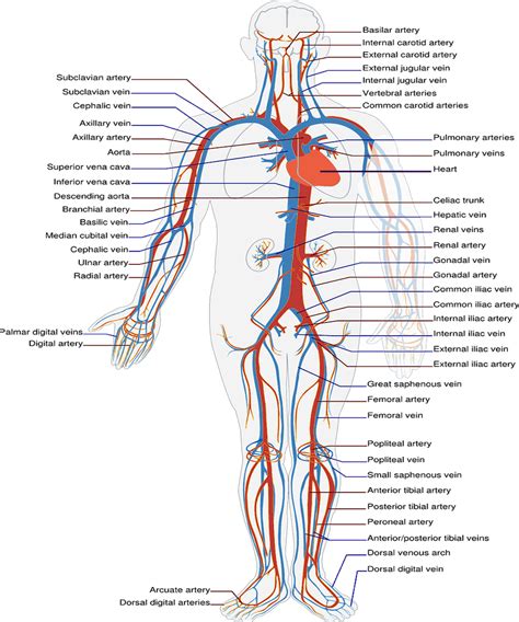 Structural Difference Between Arteries And Veins: Things You Need To Know