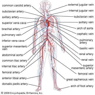 Circulatory system | anatomy | Britannica.com