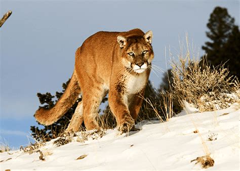 Cougars in Ontario and Wildlife Conservation: An Overview