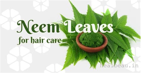 How to Use Neem Leaves for Hair Care – Heal Beau