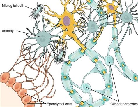 Glial Cells - The Definitive Guide | Biology Dictionary