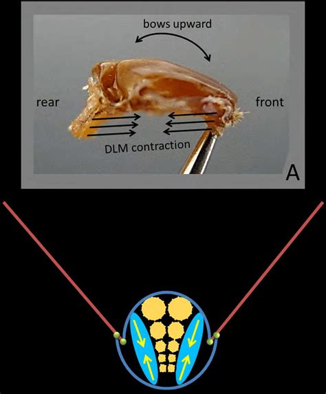 -Representations of tergum movement during flight. (A) Side view of... | Download Scientific Diagram