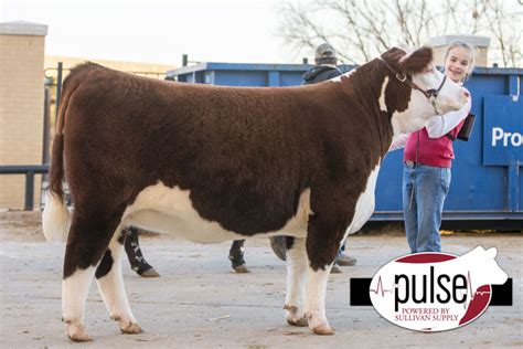 FWSSR | Junior Polled Hereford Heifer | The Pulse