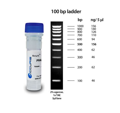 Accuris SmartCheck™ 100bp DNA Ladder- Lab Supplies - Stellar Scientific