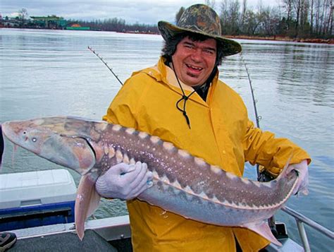 White Sturgeon Acipenser transmontanus