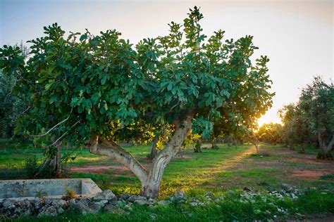 21 Fig Tree Types You Need to Know - Minneopa Orchards