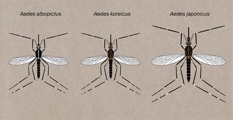 Invasive Mosquitoes - Swiss mosquito network