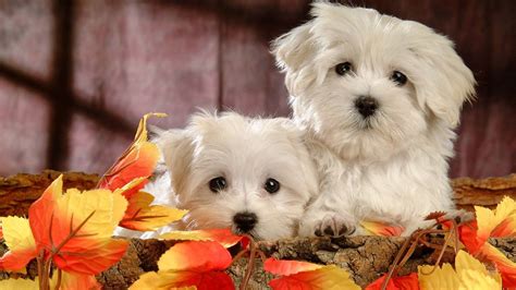 Thanksgiving Pet Wallpapers - Wallpaper Cave