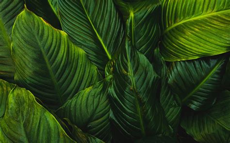 green-leafed plant Mac Wallpaper Download | AllMacWallpaper