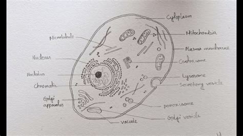 Biology Human Cell Diagram