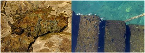 Frontiers | Marine Biofilms: A Successful Microbial Strategy With Economic Implications | Marine ...