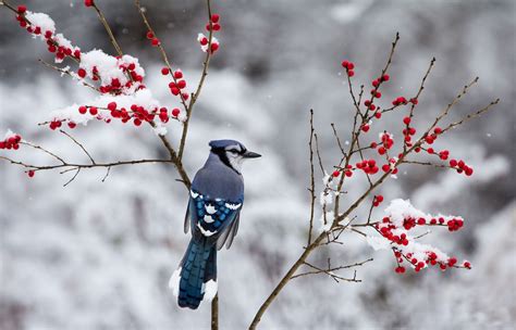 Winter Birds And Berries Wallpapers - Wallpaper Cave