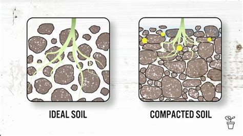 Compacted Soil Solutions - Gardening Australia