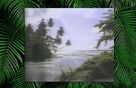 Palm Trees Beach GIF - Find & Share on GIPHY